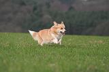 CORGI PEMBROKE 1453